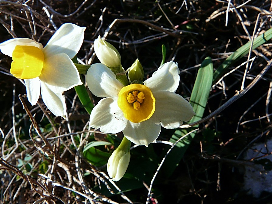 Narcissus tazetta